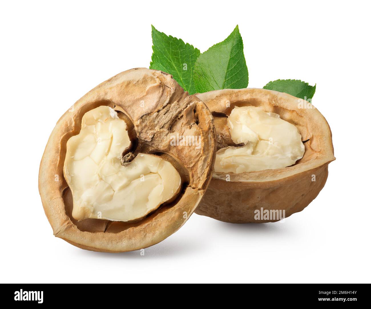 Halves of walnut Stock Photo