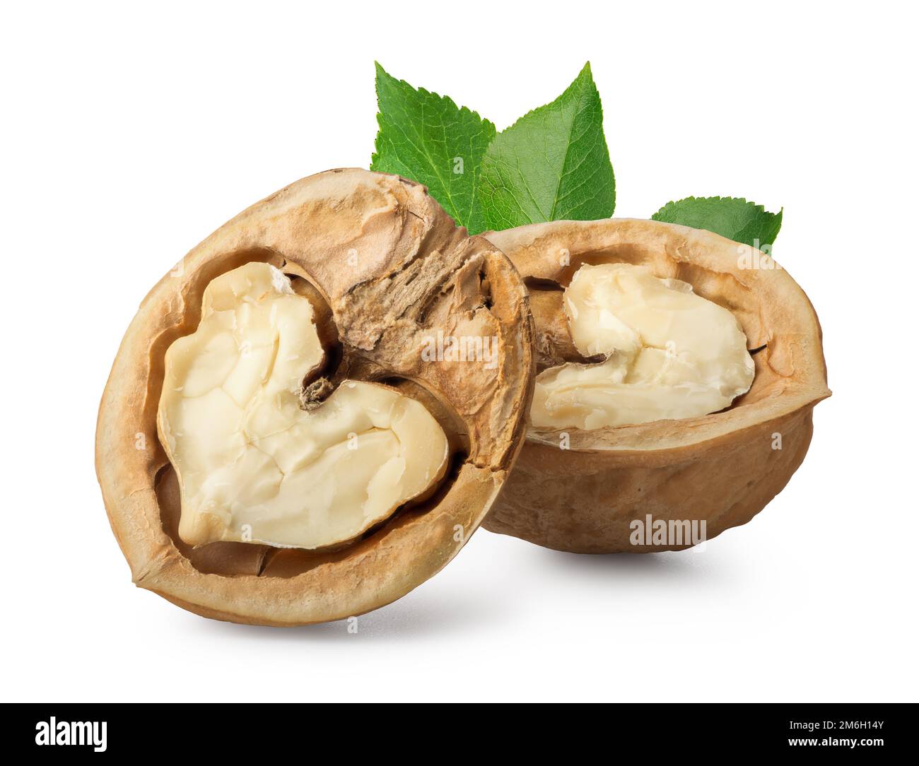 Halves of walnut Stock Photo Alamy