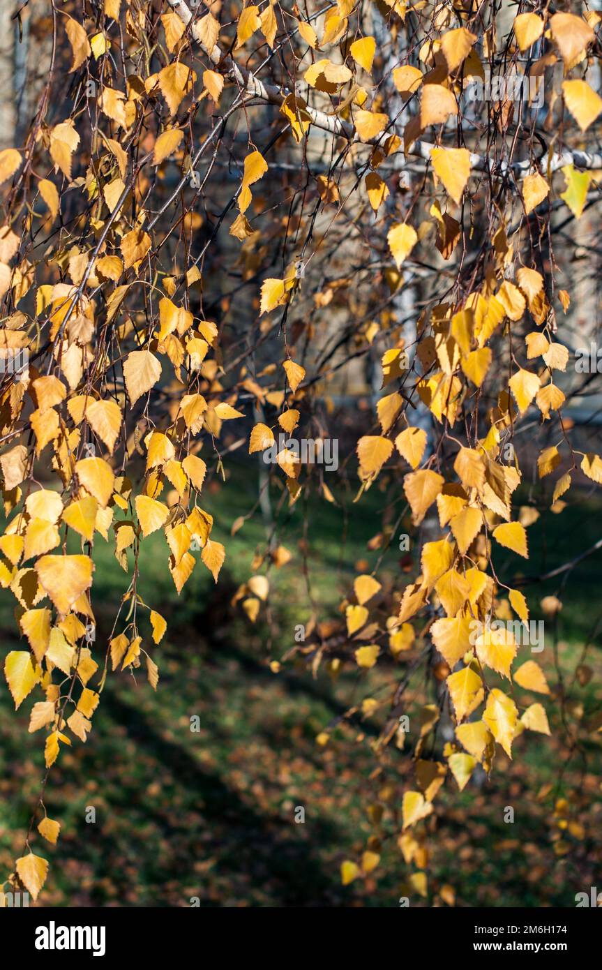 Birch branches with yellowed leaves in a city park Stock Photo