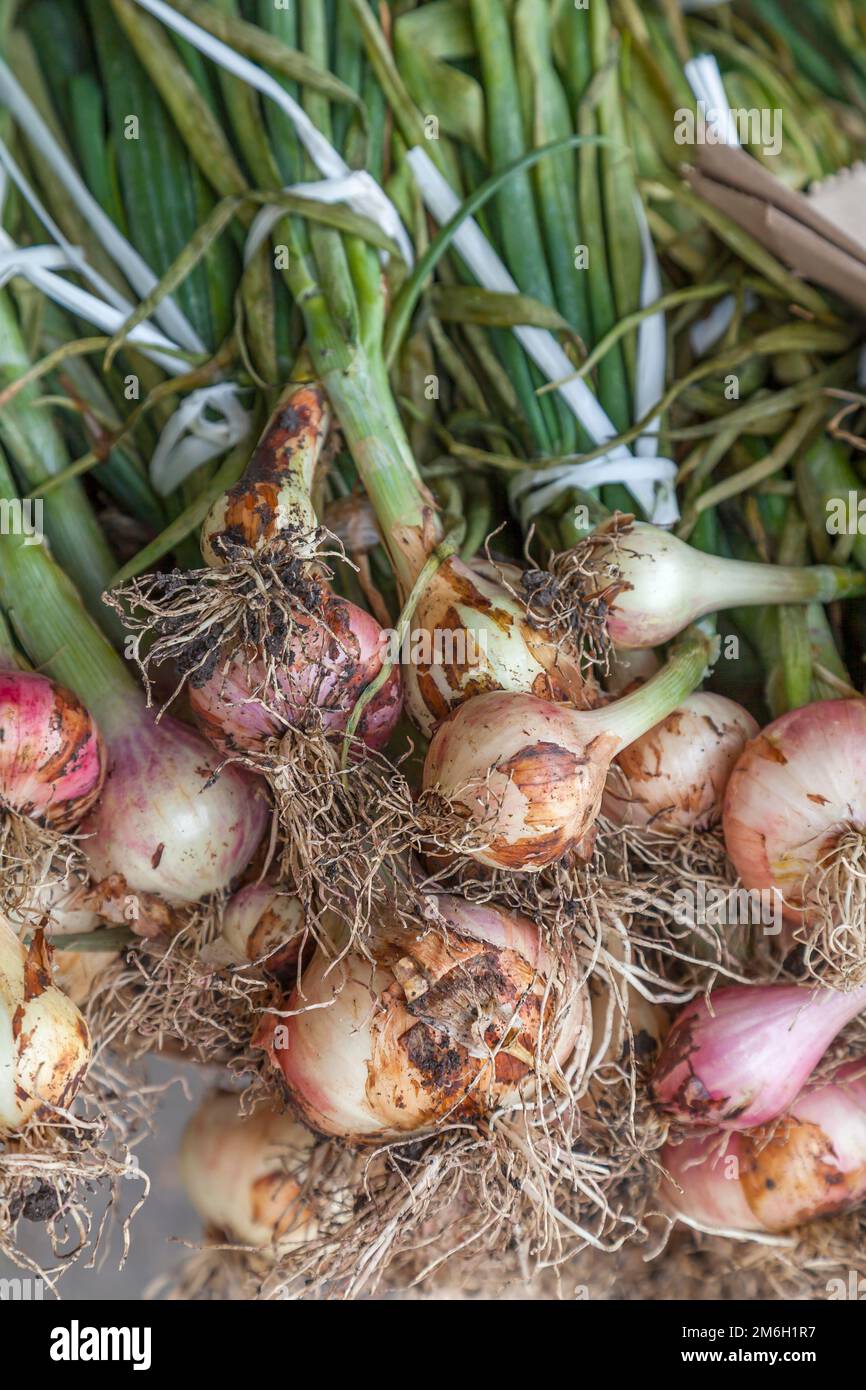 Onion inflorescence allium cepa hi-res stock photography and images - Alamy