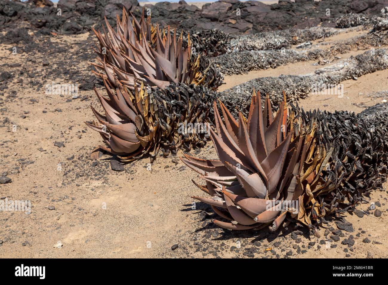 Aloe (Aloe hereroensis), Namib Naukluft National Park, Namibia Stock Photo  - Alamy