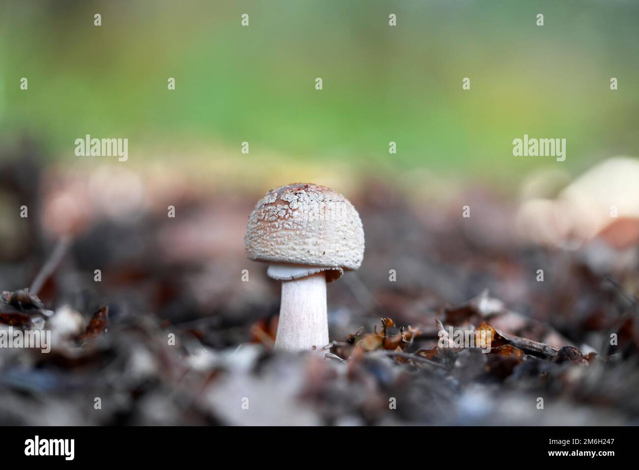 Pearl mushroom, fruiting body blusher (Amanita rubescens) on forest floor, Brachter Wald nature reserve, North Rhine-Westphalia, Germany Stock Photo