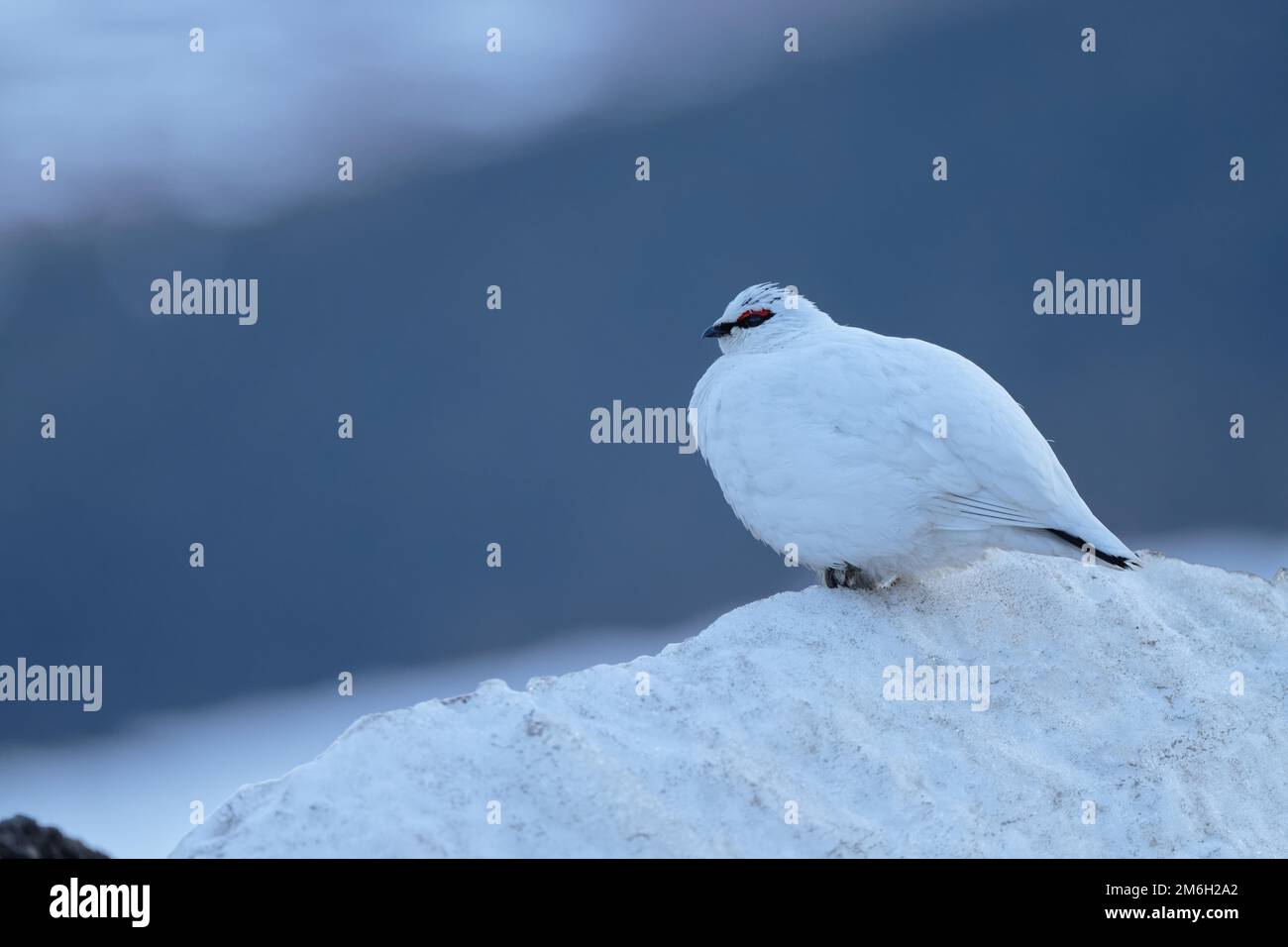 Rock Ptarmigan (Lagopus muta nelsoni) male, mating plumage, winter plumage, distinctive red roses, perched on old snow, fluffed up up, looking Stock Photo