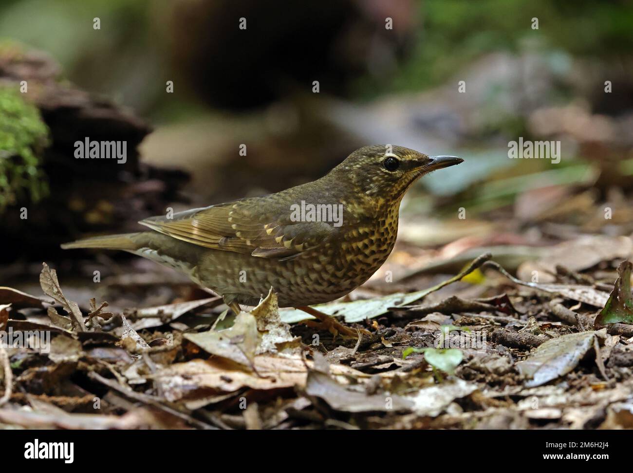 Siberian Thrush (Geokichla sibirica) adult female foraging on rainforest floor  Da Lat, Vietnan.               December Stock Photo