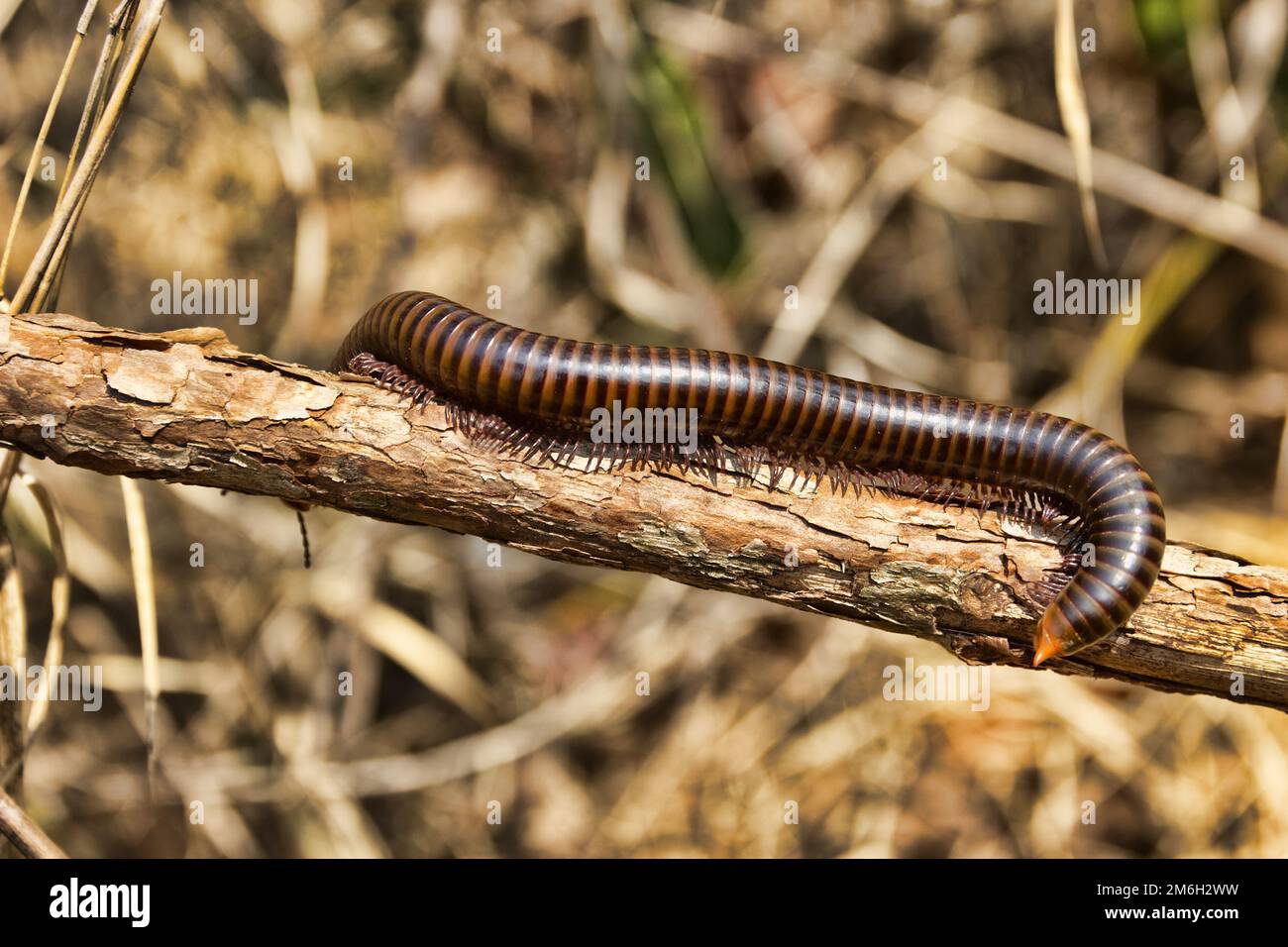 Millipede from coastal rainforest of Thailand Stock Photo