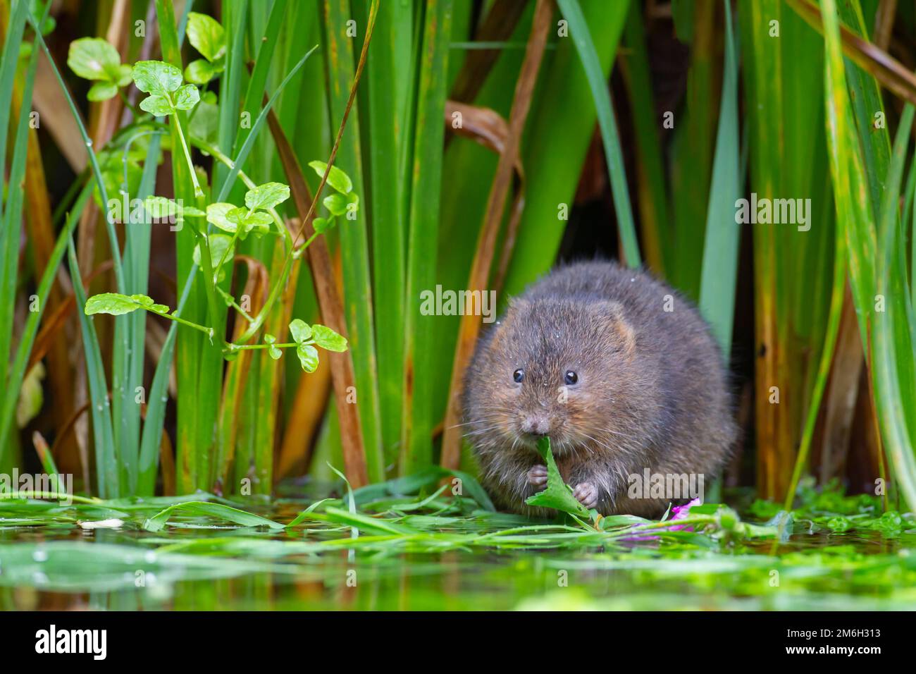 Water vole (Arvicola amphibius) adult animal feeding at the edge of a pond, Kent, England, United Kingdom Stock Photo