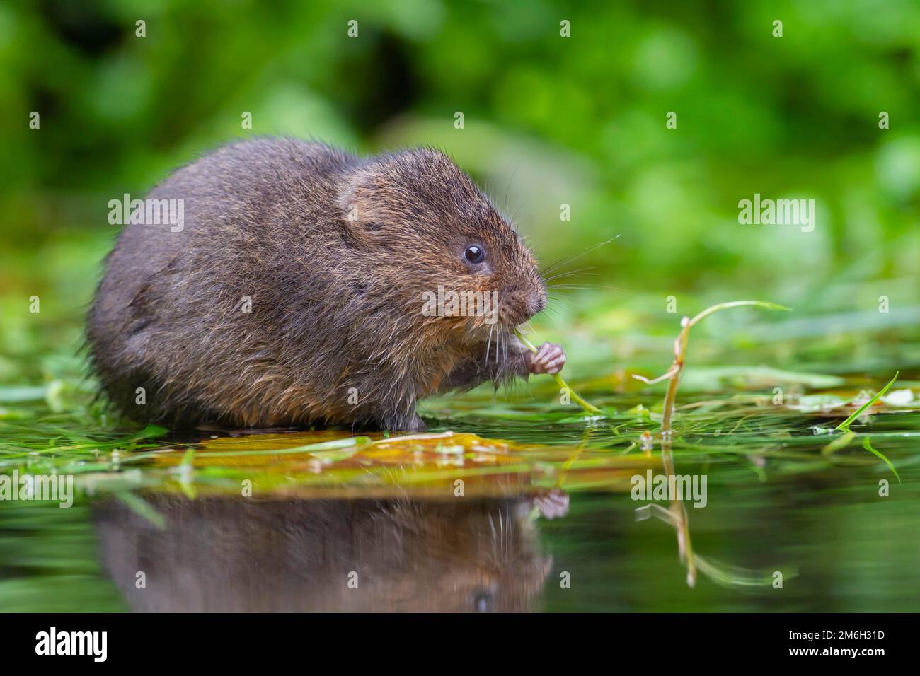 Water vole (Arvicola amphibius) adult animal feeding on floating pond