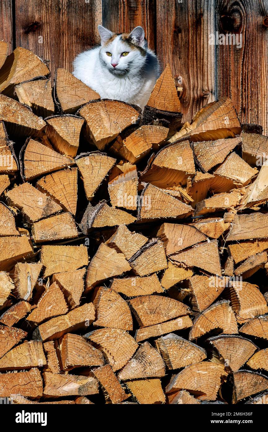 Stacked firewood with felidae (Felis catus), Jungholz, Tyrol Stock Photo