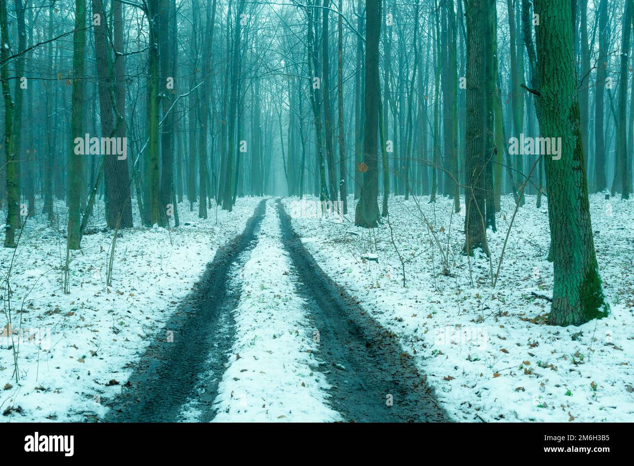 Dirt road through a misty winter forest Stock Photo - Alamy