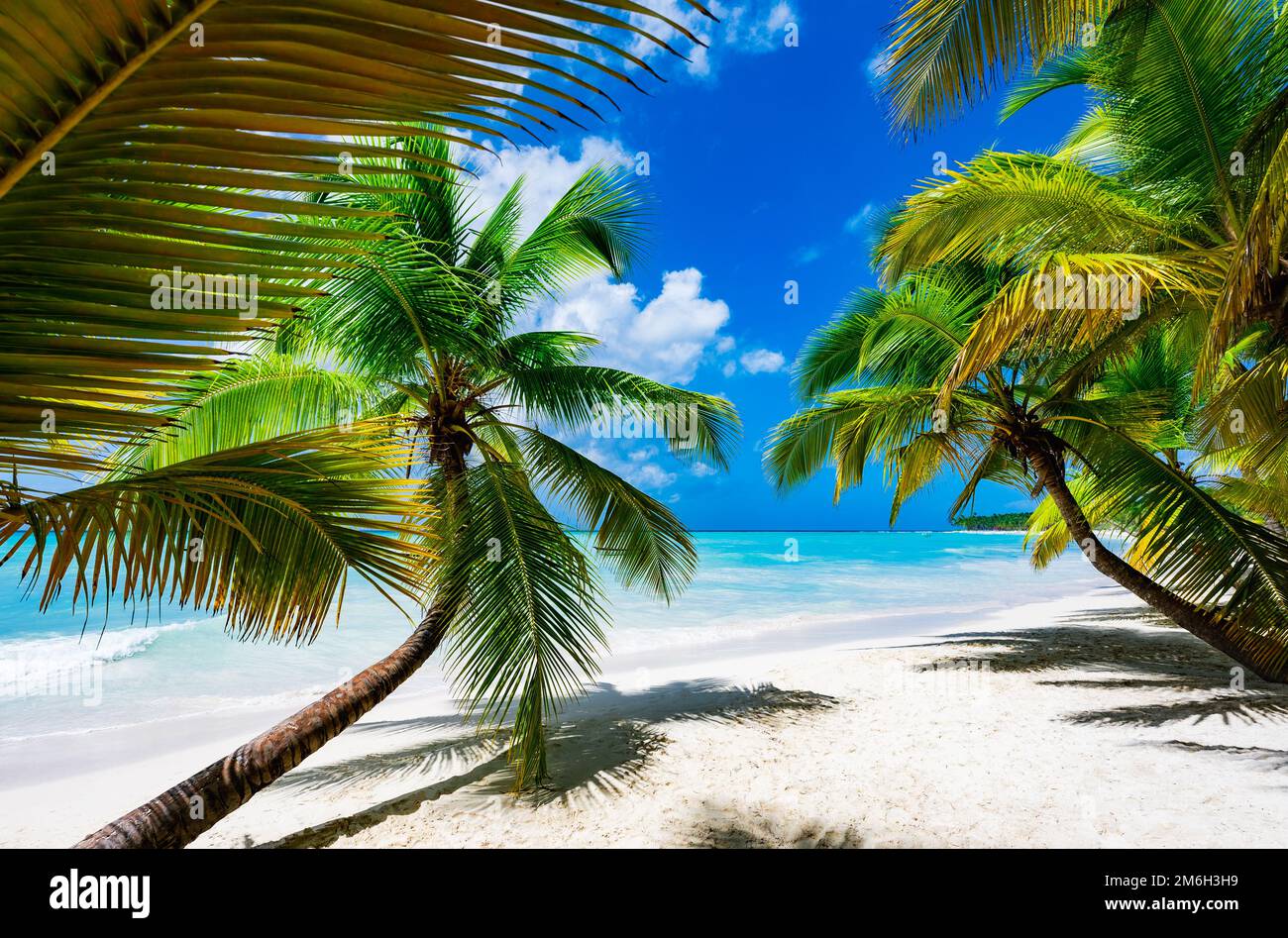 Sea and palm trees hi-res stock photography and images - Alamy