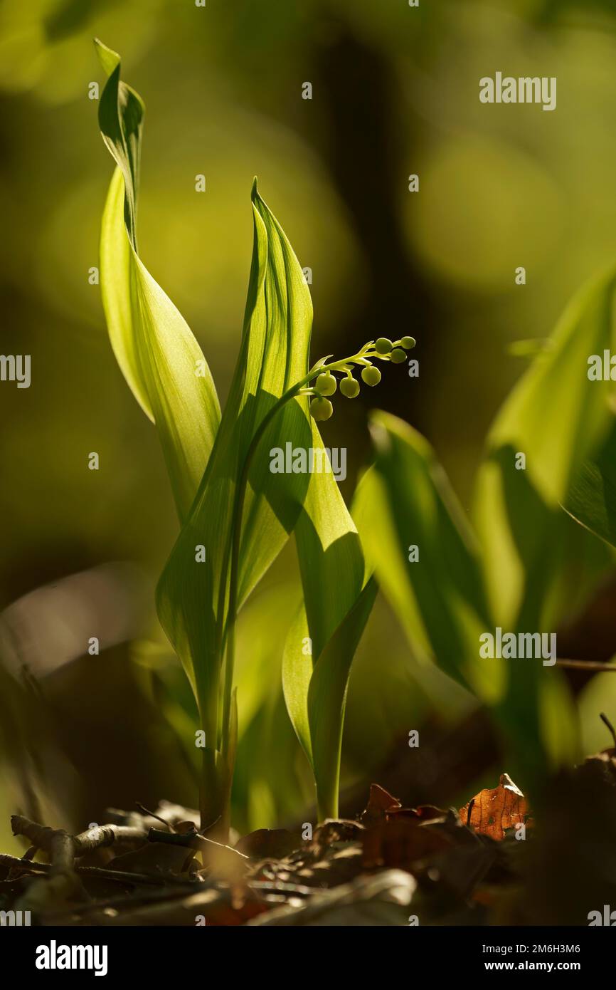 Lily of the valley (Convallaria majalis) buds, Hesse, Germany Stock Photo