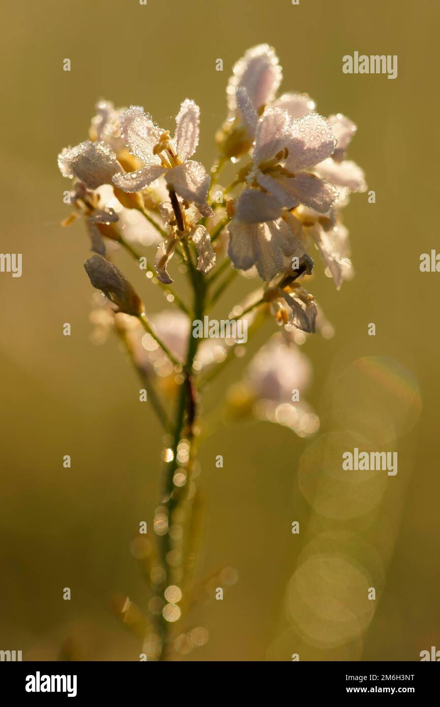 Blossoms (Saxifraga granulata) of the nodule saxifrage, Hesse, Germany Stock Photo