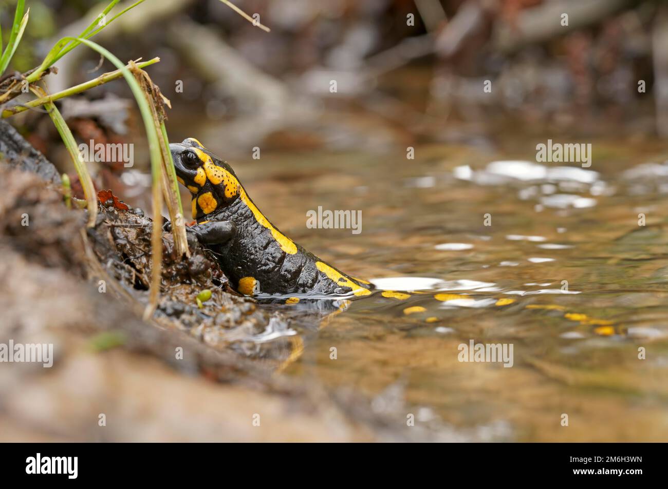 Female fire salamander (Salamandra salamandra) releasing larvae, Hesse