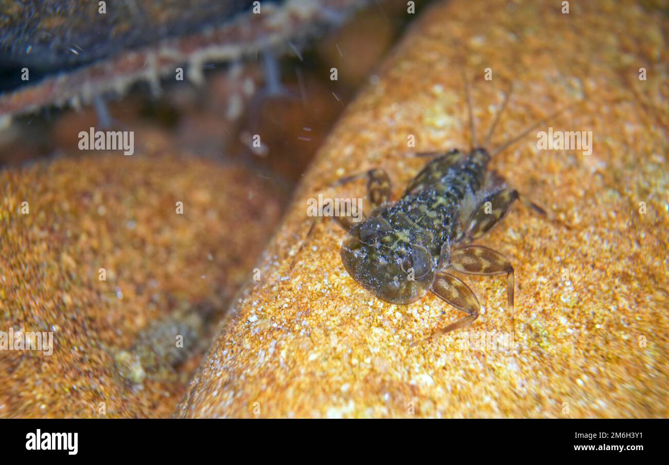 Larva of mayfly larva of veinlet (Ecdyonurus venosus), under water, Hesse, Germany Stock Photo