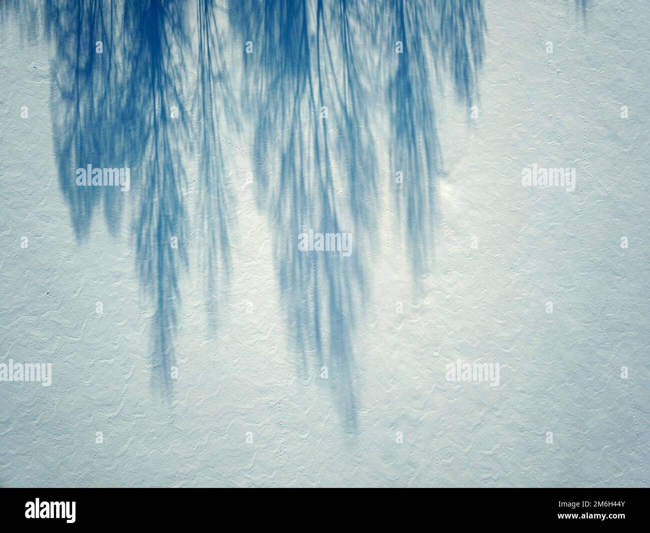 Shadow of a tree on snow hi-res stock photography and images - Alamy