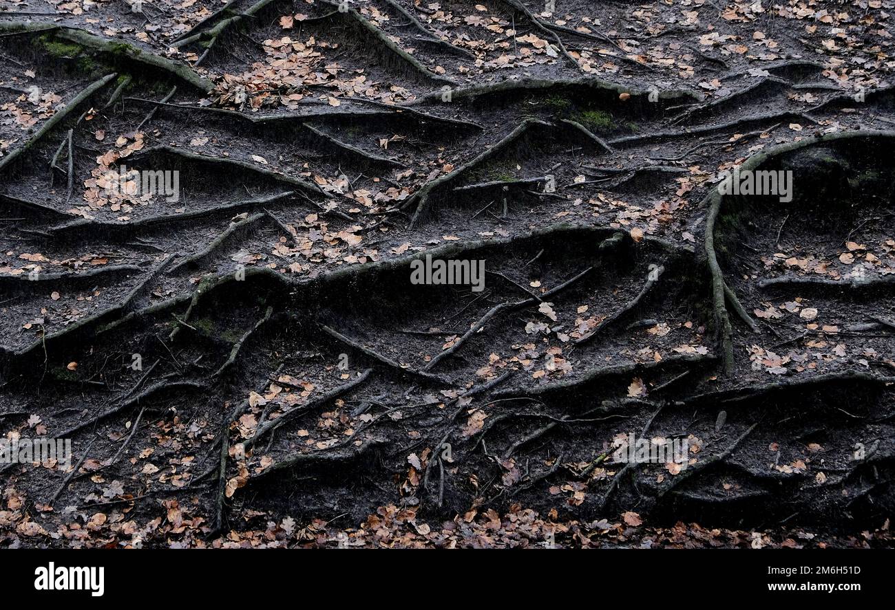 Mushroom emerging from forest hi-res stock photography and images - Alamy