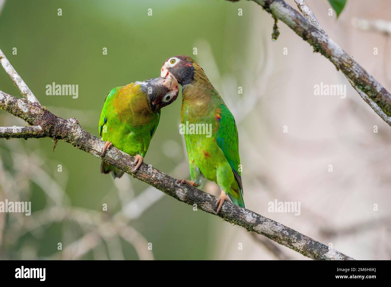 Brown-hooded parrot (Pyrilia haematotis) a pair with tenderness on branch, Boca Tapada region, Costa Rica Stock Photo