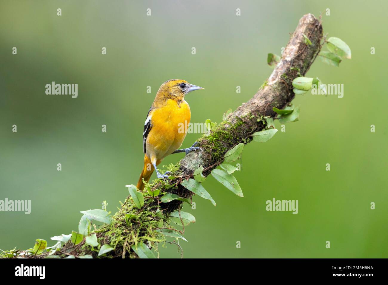 Baltimore oriole (Icterus galbula) female, Boca Tapada region, Costa Rica Stock Photo