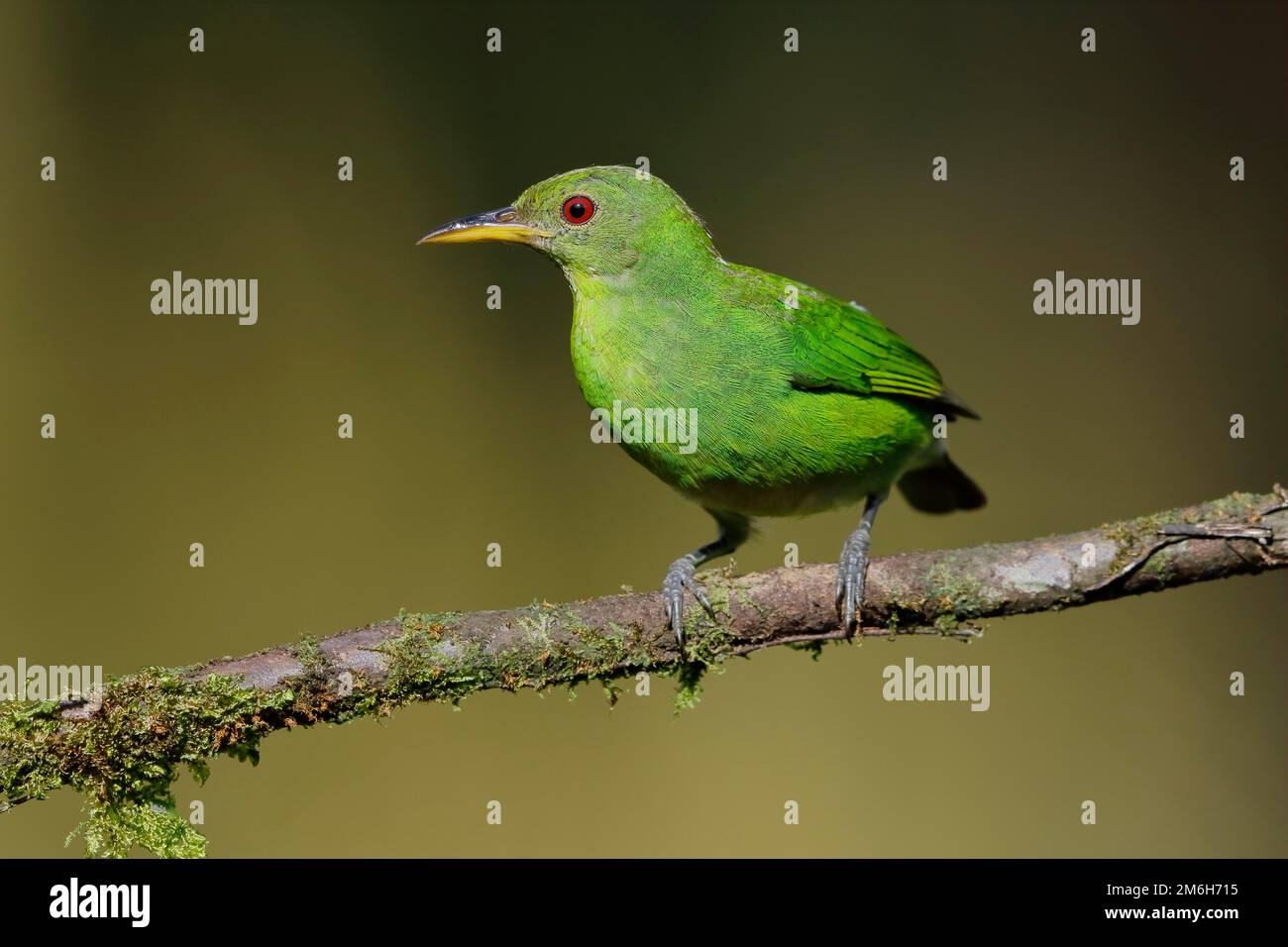 Green honeycreeper (Chlorophanes spiza) female on branch, Boca Tapada