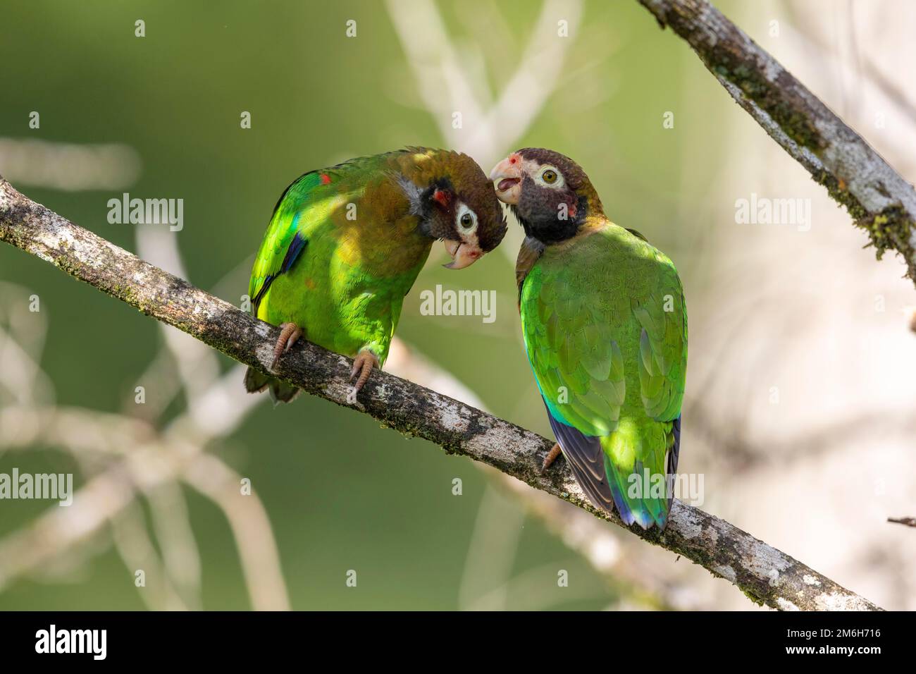 Brown-hooded parrot (Pyrilia haematotis) a pair with tenderness on branch, Boca Tapada region, Costa Rica Stock Photo