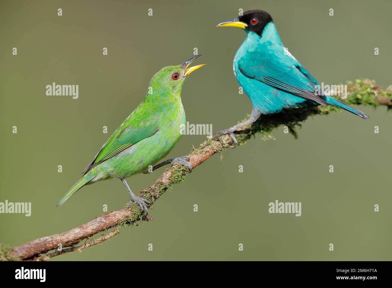 Green Honeycreeper Chlorophanes Spiza Male And Female On Branch 