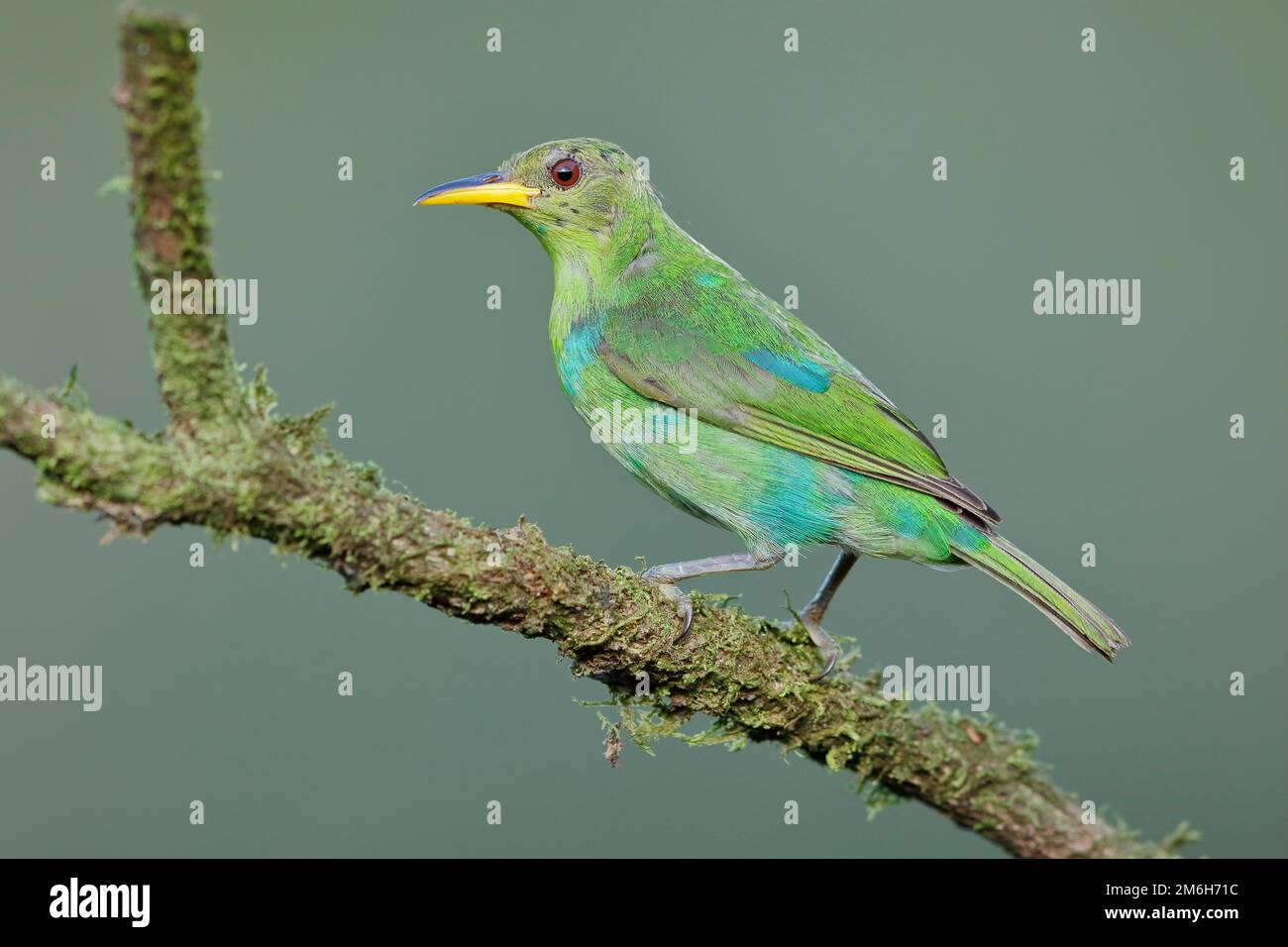 Green honeycreeper (Chlorophanes spiza) female on branch, Boca Tapada ...