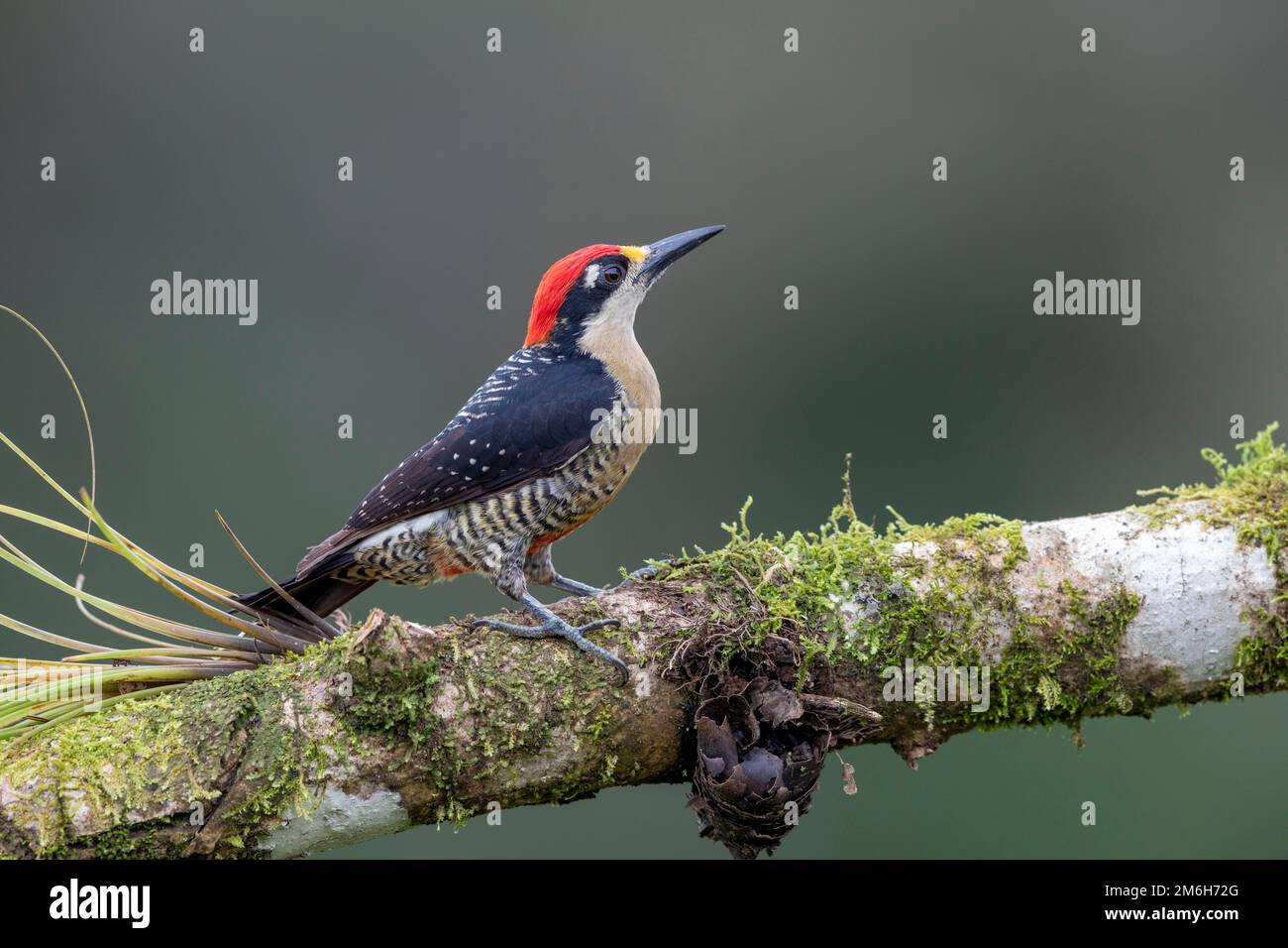 Black-cheeked woodpecker (Melanerpes pucherani) on branch with bromeliad, Boca Tapada region, Costa Rica Stock Photo