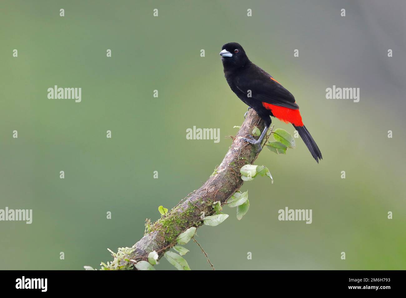 Scarlet tanager (Anisognathus igniventris) on branch, Boca Tapada