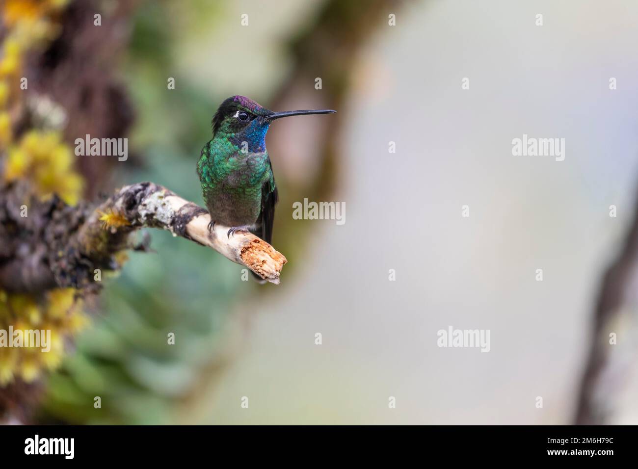 Talamanca hummingbird (Eugenes spectabilis), male, lives in the highlands, Cordillera de Talamanca, Costa Rica Stock Photo