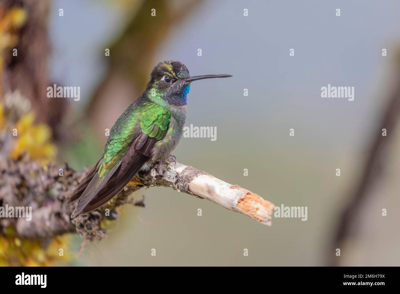 Talamanca hummingbird (Eugenes spectabilis), male, lives in the highlands, Cordillera de Talamanca, Costa Rica Stock Photo