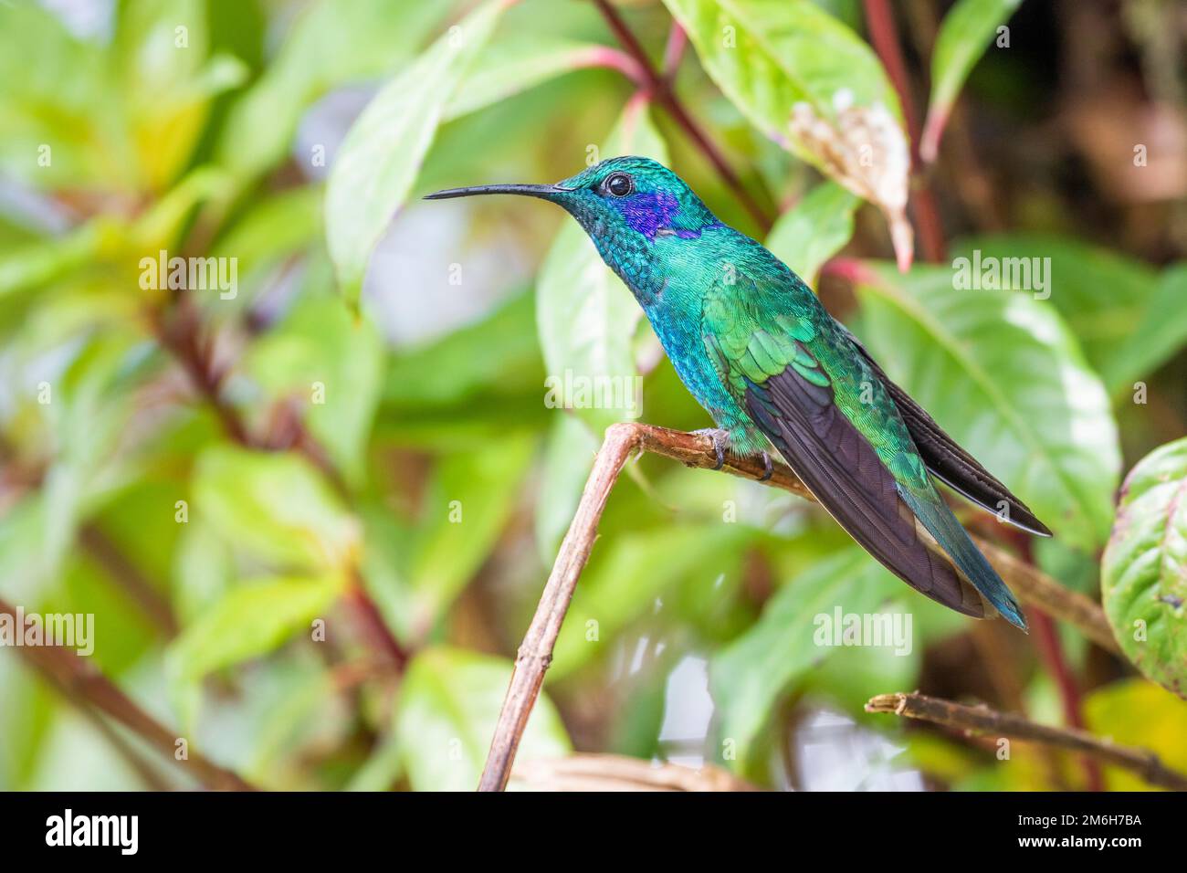 Mexican violetear (Colibri thalassinus), lives in the highlands, Cordillera de Talamanca, Costa Rica Stock Photo