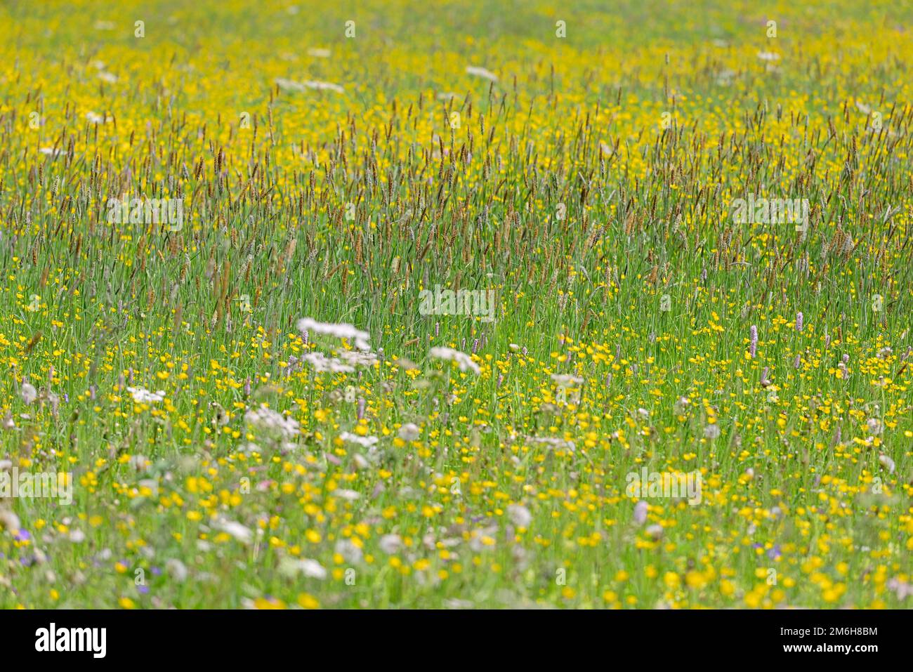 Mountain meadow with wildflowers, buttercup (Ranunculus) and sweet grass meadow foxtail (Alopecurus pratensis), Allgaeu Alps, Allgaeu, Bavaria Stock Photo