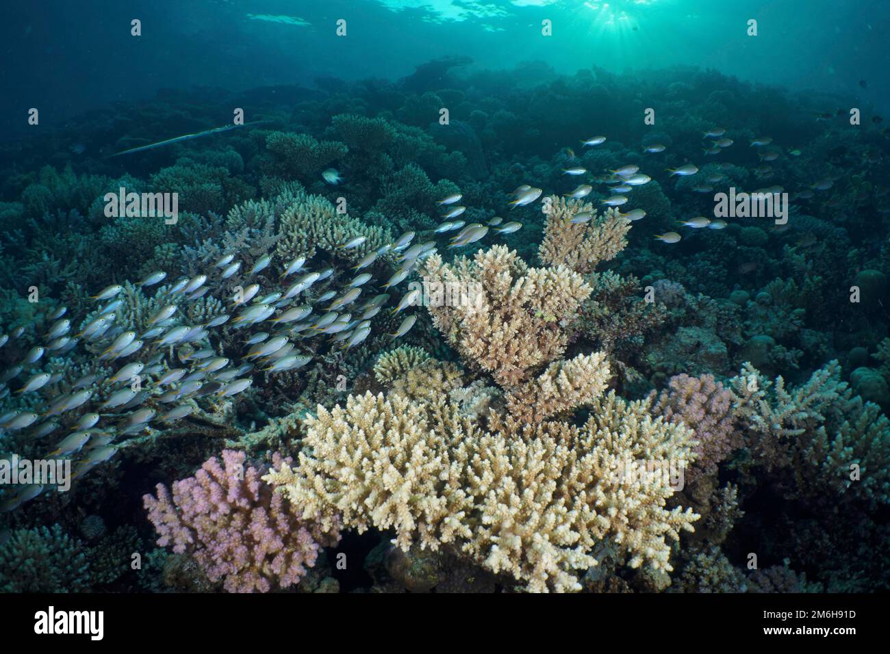 A large school of miry's damselfish (Neopomacentrus miryae) swims over the reef at sunrise with raspberry coral (Pocillopora damicornis) and small Stock Photo