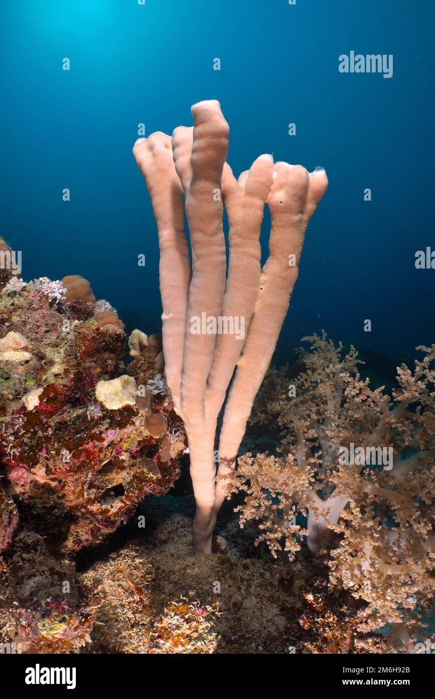 Sea sponge colony siphon sponge (Siphonochalina siphonella), dive site House Reef Mangrove Bay, El Quesir, Egypt, Red Sea Stock Photo