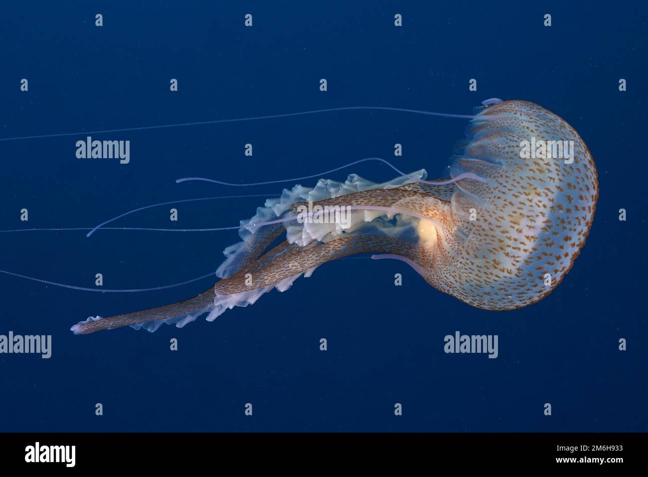 Mauve stinger (Pelagia noctiluca) in the Mediterranean Sea near Hyeres, Giens Peninsula, Cote dAzur, France Stock Photo