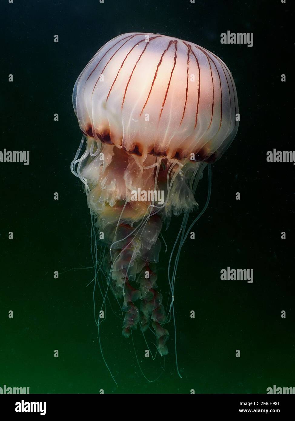 Compass Jellyfish (Chrysaora hysoscella), Rinvyle Dive Site, Co. Galway