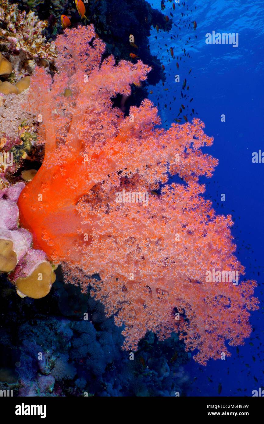 Hemprich's tree coral (Dendronephthya hemprichi), Elphinstone Reef, Red Sea, Egypt. Powerful contrast Stock Photo