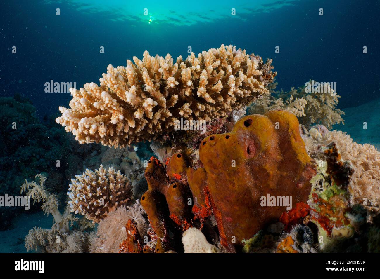 Low staghorn coral (Acropora humilis) and vase sponge (Callyspongia) in backlight just in front of sunset, reef, house reef, Mangrove Bay Resort, El Stock Photo