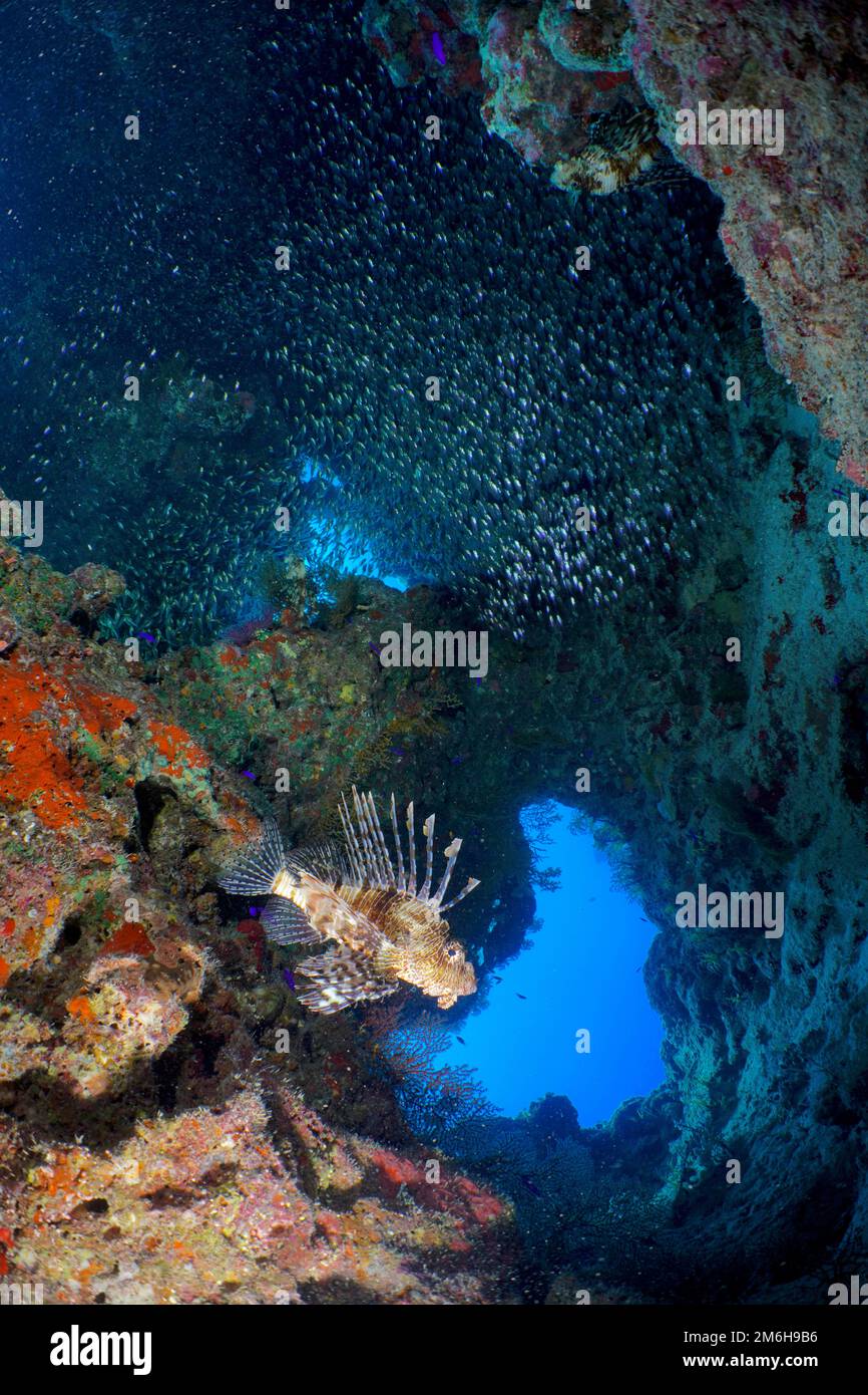 Pacific red lionfish (Pterois volitans) and school of red sea dwarf ...