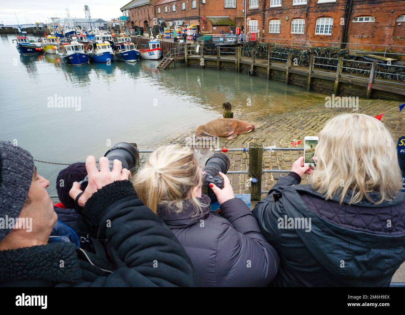 Photographers using long lenses to try and take pics of Thor the sleeping walrus in Scarborough harbour Stock Photo