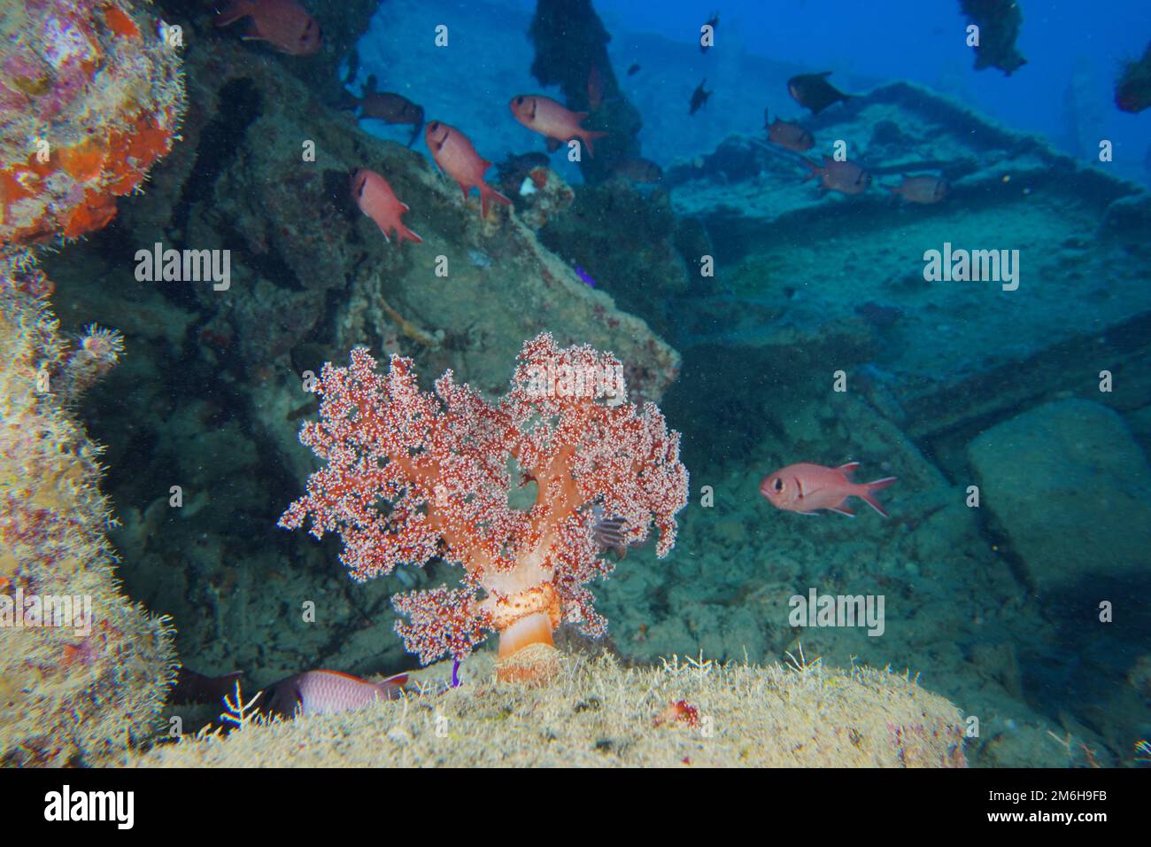 Hemprich's tree coral (Dendronephthya hemprichi) and white fringed soldierfish (Myripristis murdian) on the cargo deck of the World War II Stock Photo