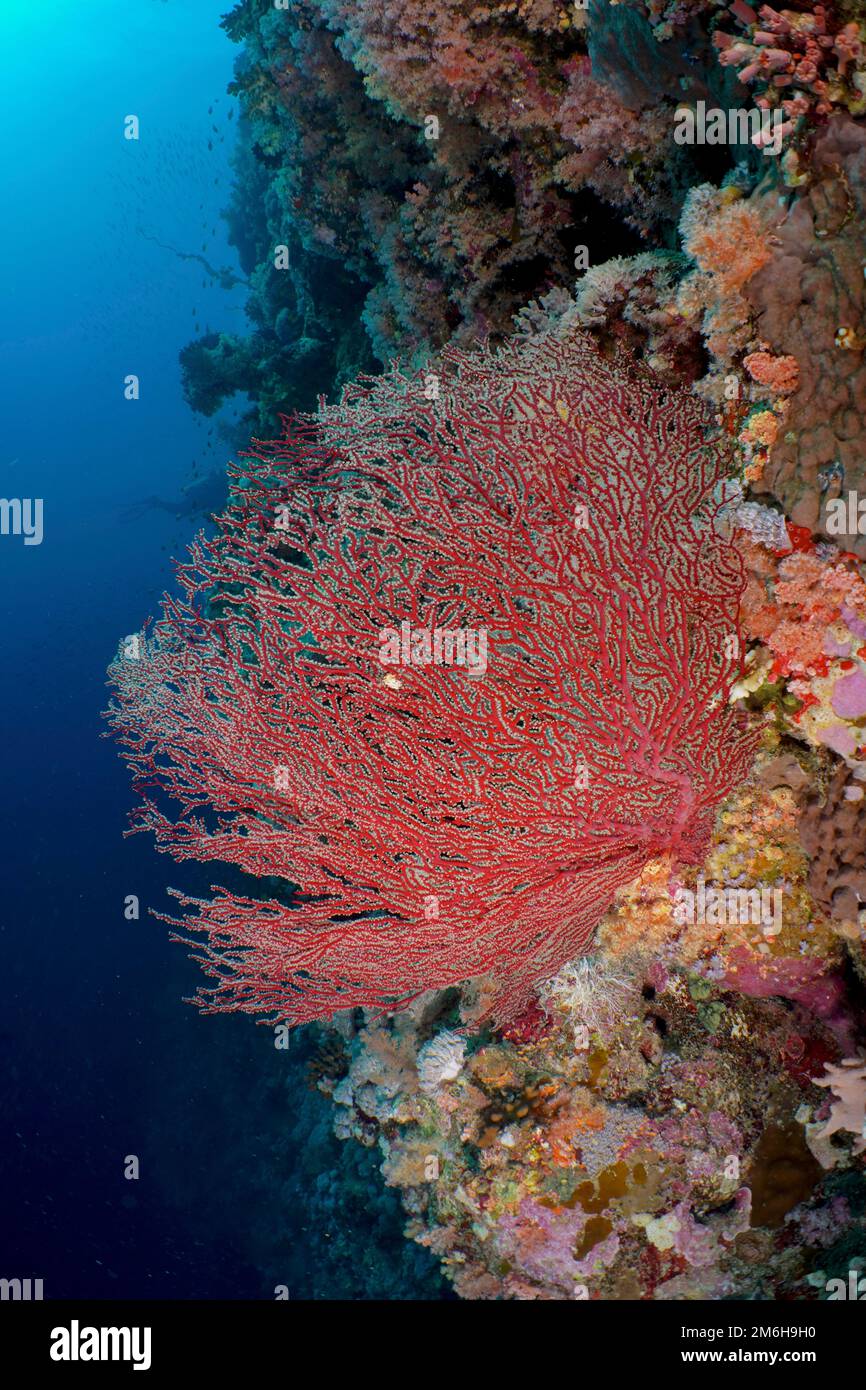 Gorgonian Red Knot Coral (Acabaria biserialis) on a steep wall. Dive site Elphinstone Reef, Egypt, Red Sea Stock Photo