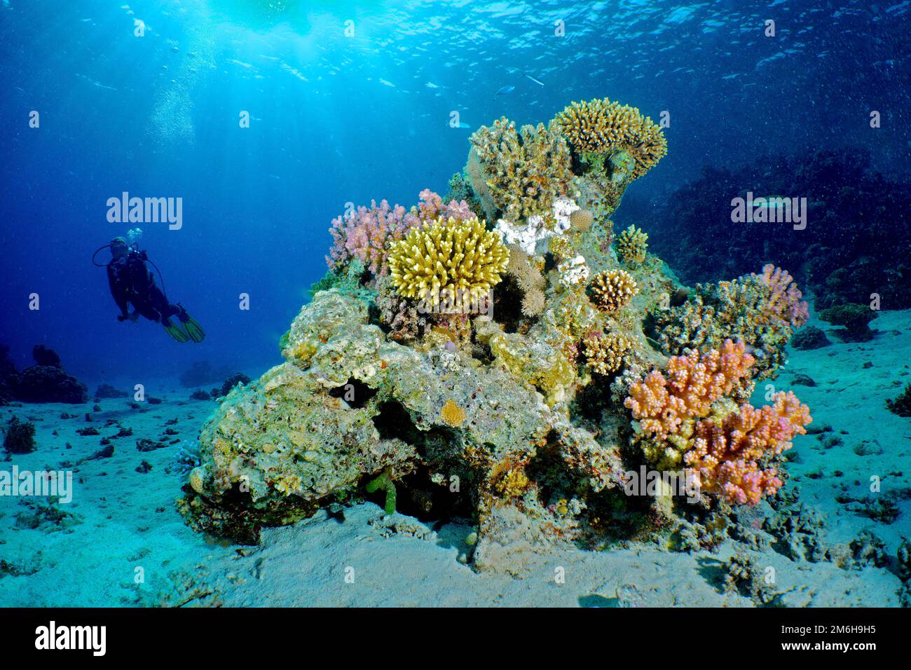 Large coral block with Low Staghorn Coral (Acropora humilis), Raspberry Coral Raspberry Coral (Pocillopora damicornis) and other stony corals. Stock Photo