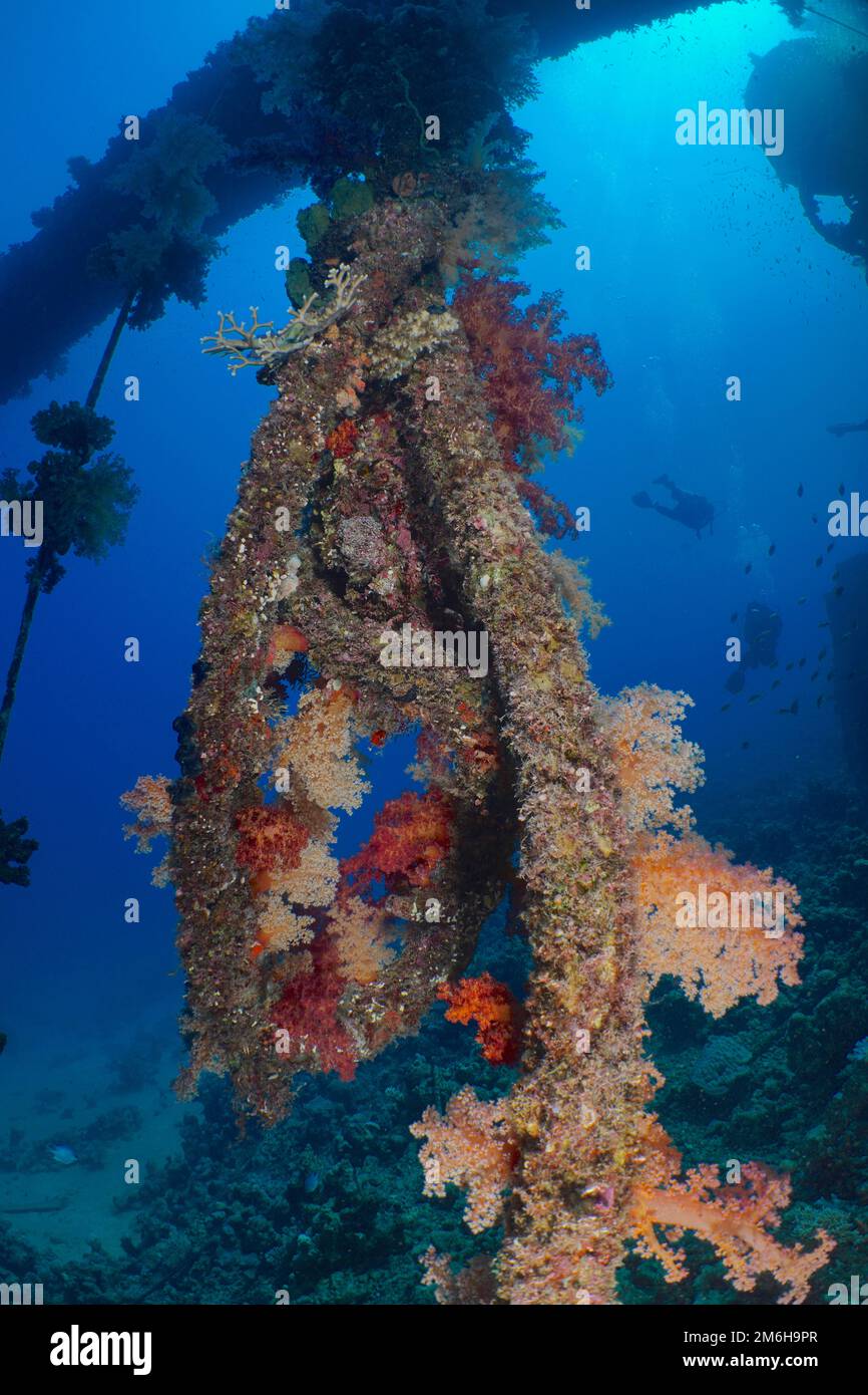 Red tree corals (Dendronephthya hemprichi) on a rope on the wreck of the Giannis D. Divers in the background. Dive site Giannis D wreck, Hurghada Stock Photo