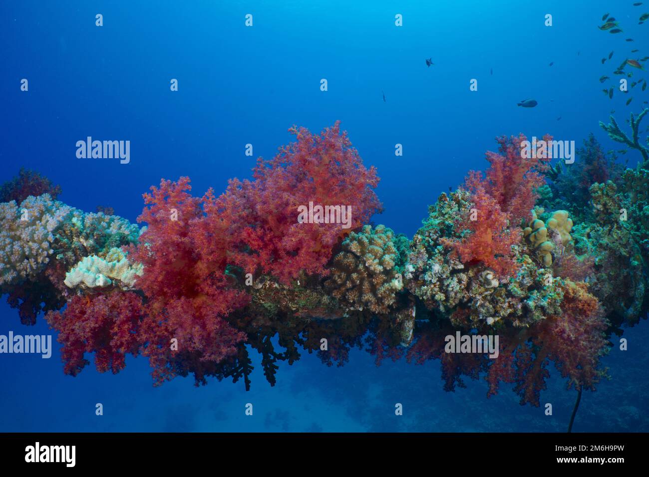 Small polyp stony coral (Acropora) and red tree corals (Dendronephthya) on a steel beam on the wreck of the Giannis D. Dive site Giannis D wreck Stock Photo