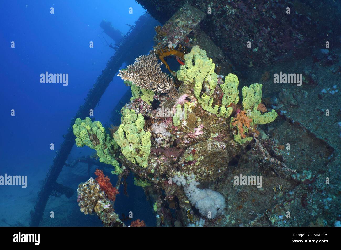 Yellow sponges, small polyp stony coral (Acropora) and red tree corals (Dendronephthya) on the wreck of the Giannis D. Dive site Giannis D wreck Stock Photo