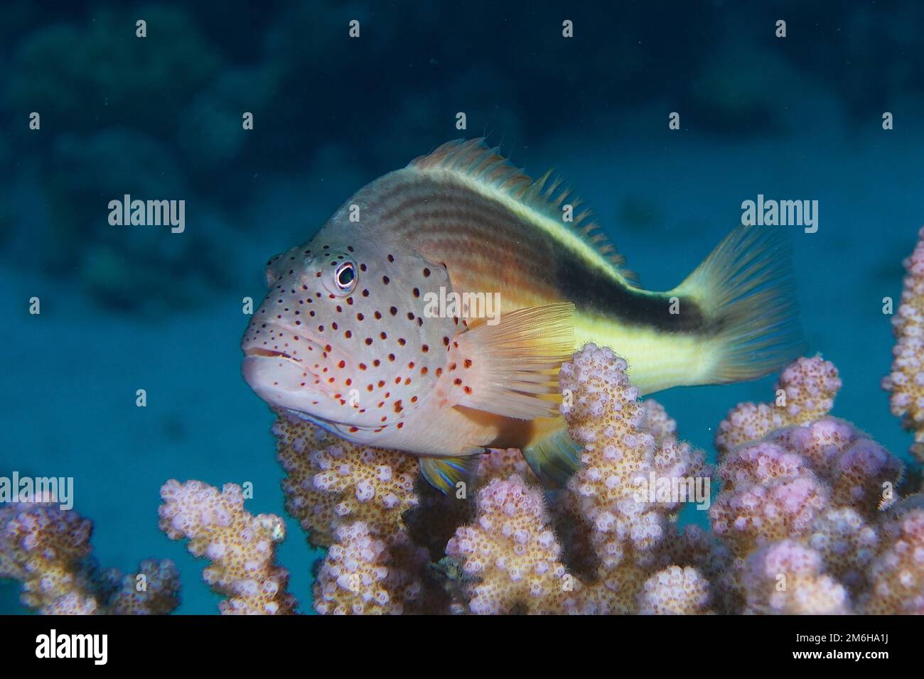 Black-sided hawkfish (Paracirrhites forsteri) on a raspberry coral (Pocillopora damicornis) stony coral. Dive site House Reef Mangrove Bay, El Stock Photo