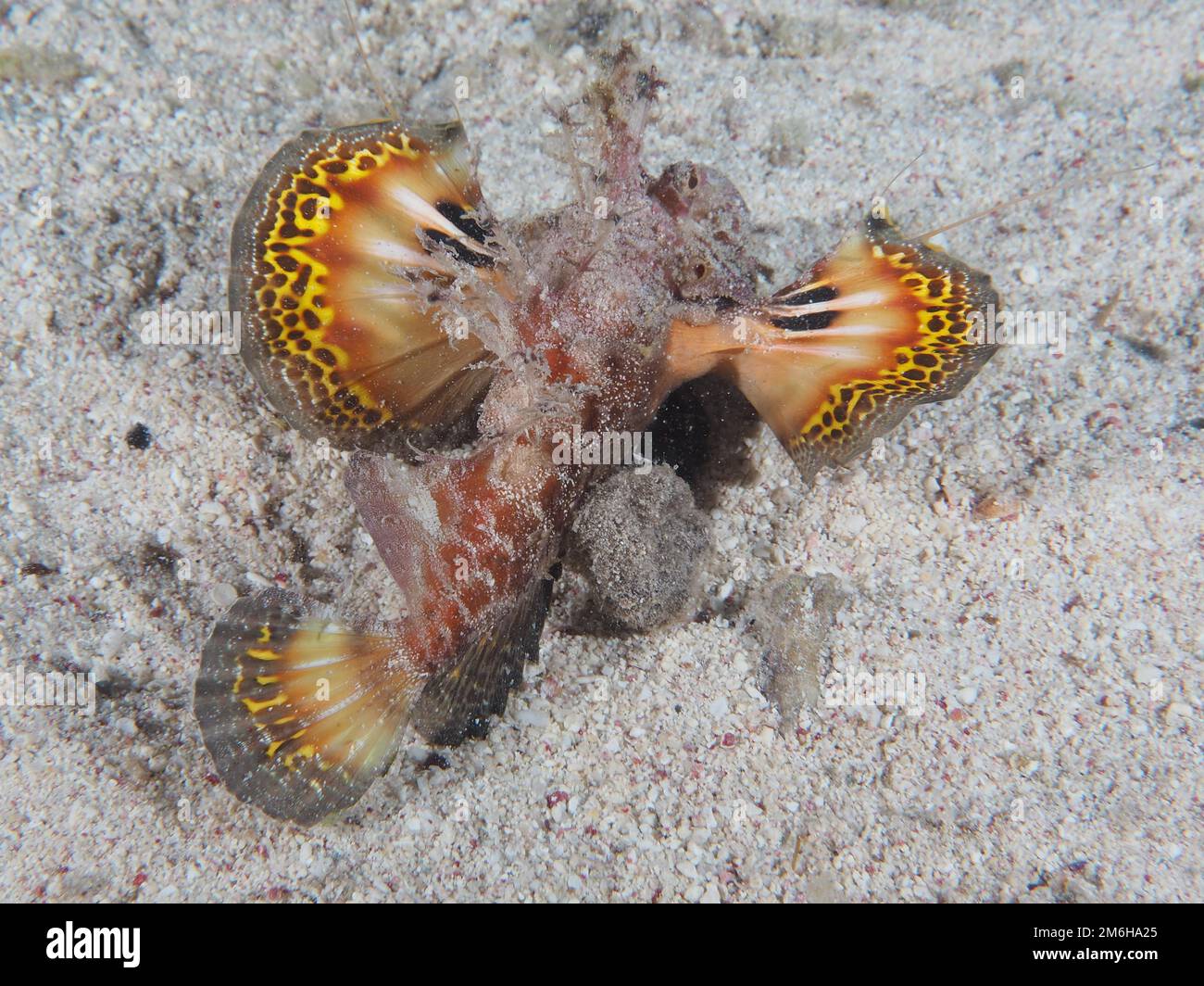 Red Sea Walkman Filament Devilfish (Inimicus filamentosus) with open