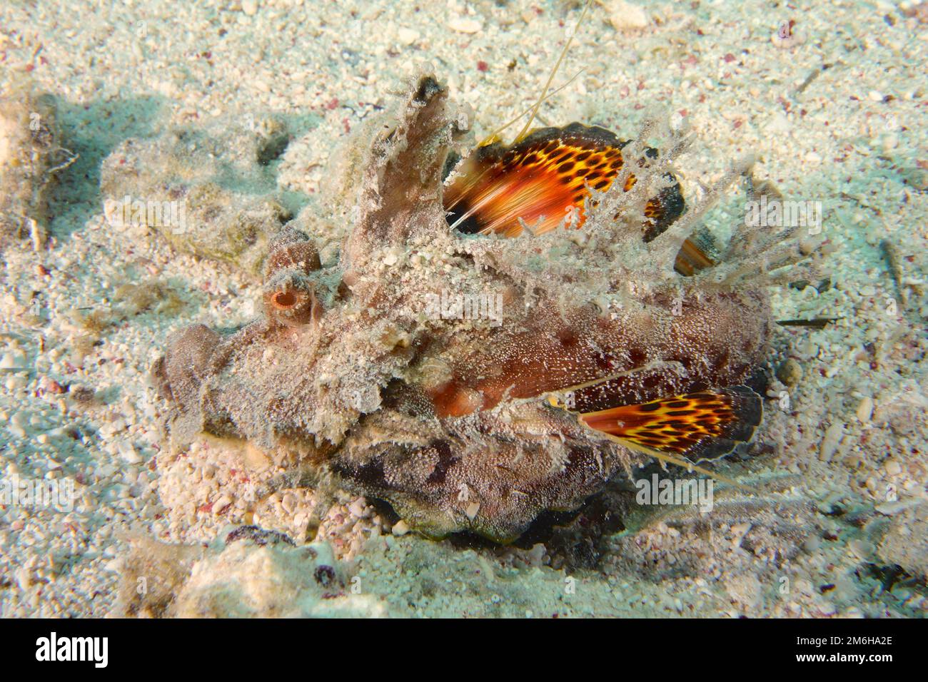 Red Sea Walkman Filament Devilfish (Inimicus filamentosus) with open