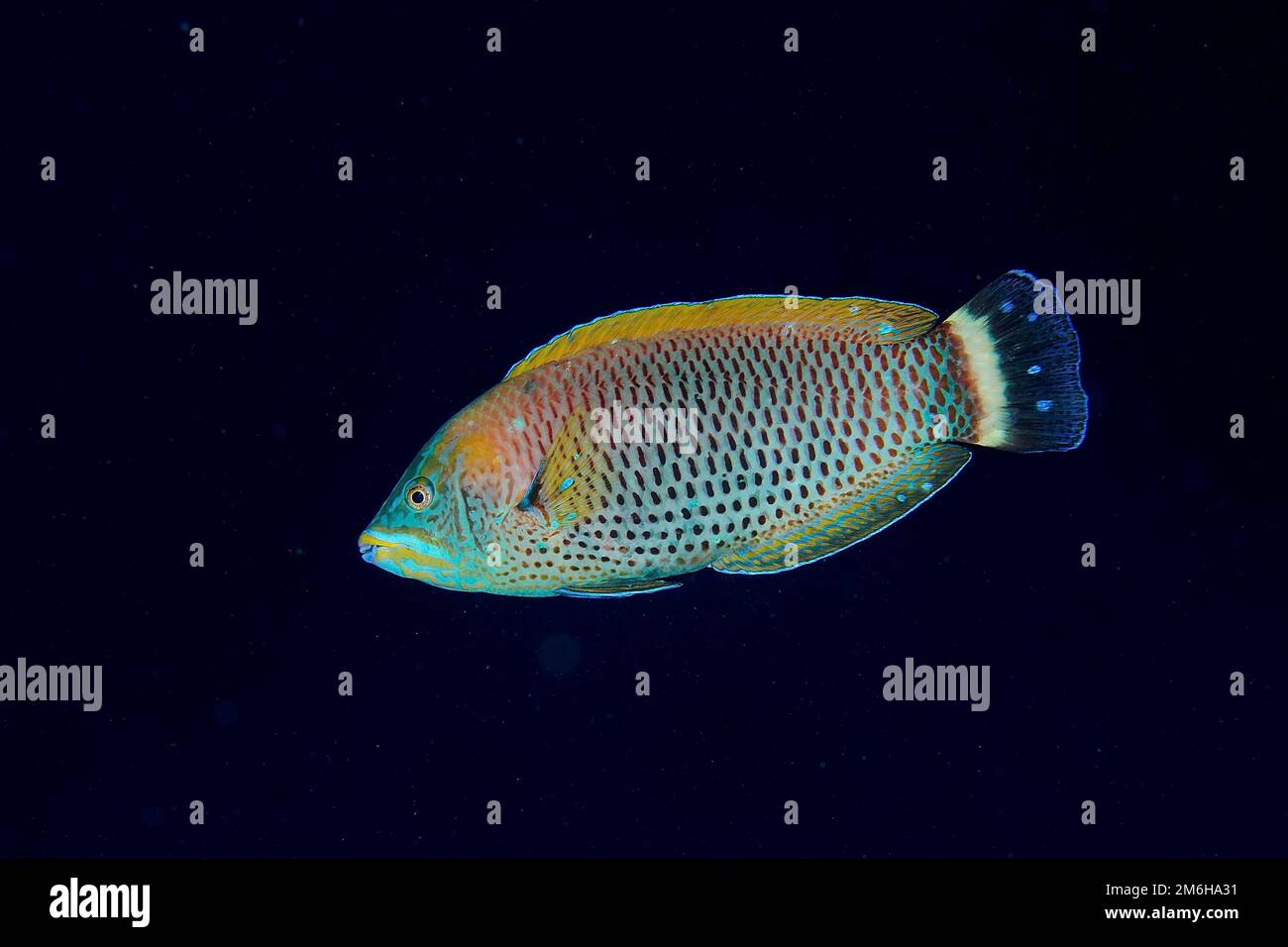 A colourful chiseltooth wrasse (Pseudodax moluccanus) at night, black background. Dive site Mangrove Bay, El Quesir, Egypt, Red Sea Stock Photo